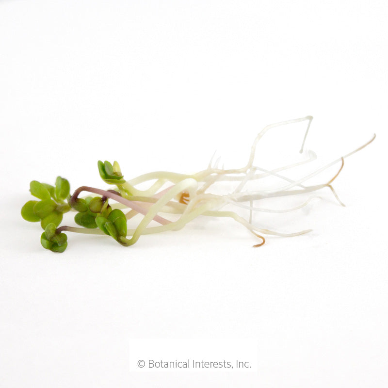 China Rose Radish Sprouts Seeds Product Image