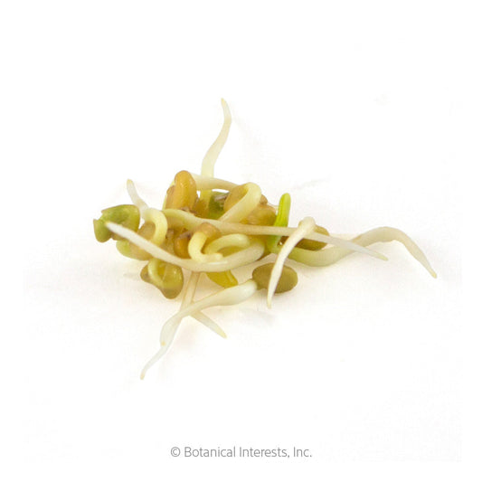 Fenugreek Sprouts Seeds Product Image
