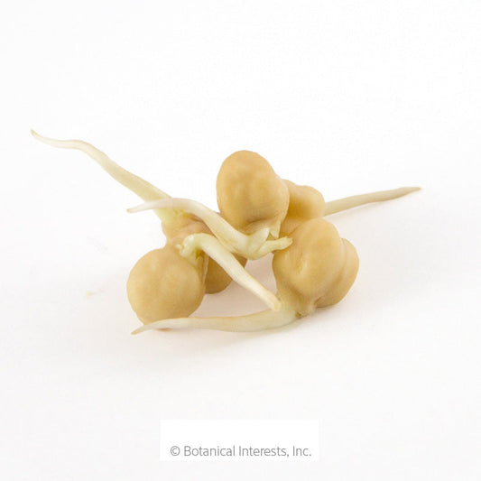 Garbanzo Bean Sprouts Seeds Product Image