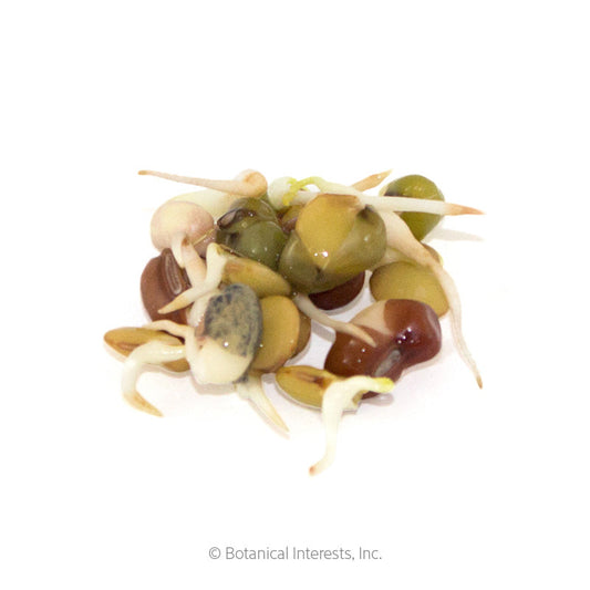 Bean Mix Sprouts Seeds Product Image
