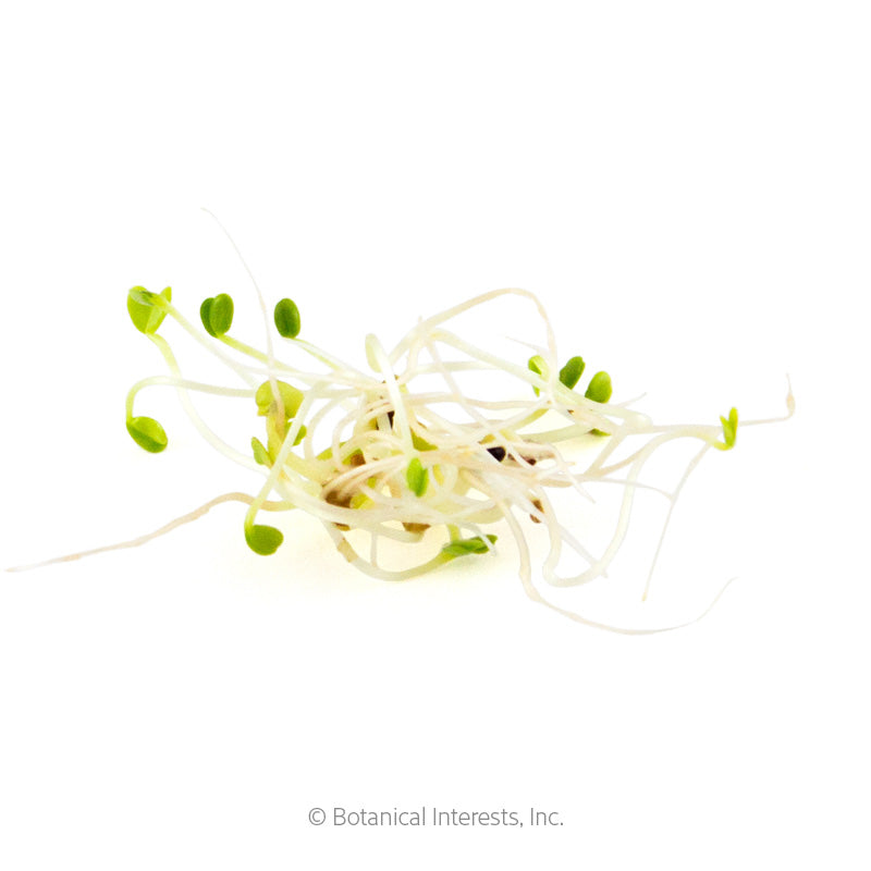 Salad Mix Sprouts Seeds Product Image
