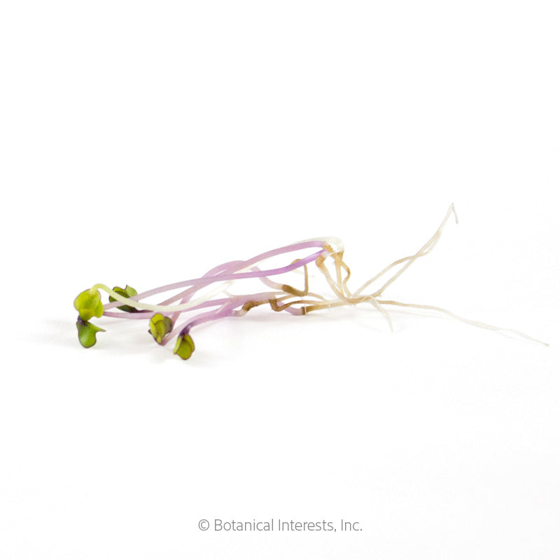 Purple Kohlrabi Sprouts Seeds Product Image