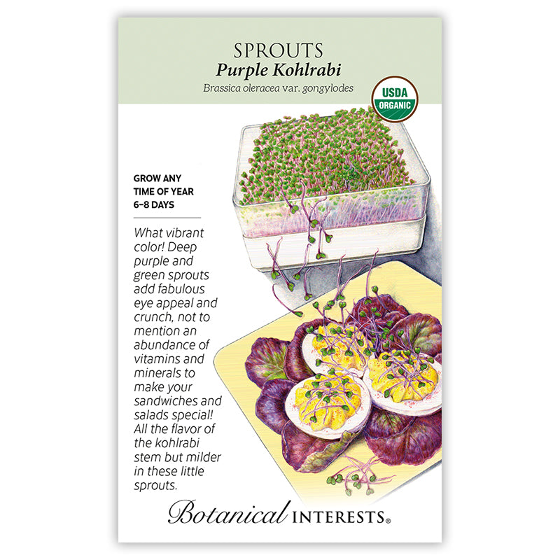 Purple Kohlrabi Sprouts Seeds