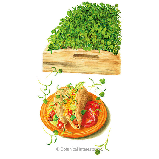 Cilantro Microgreens Seeds Product Image