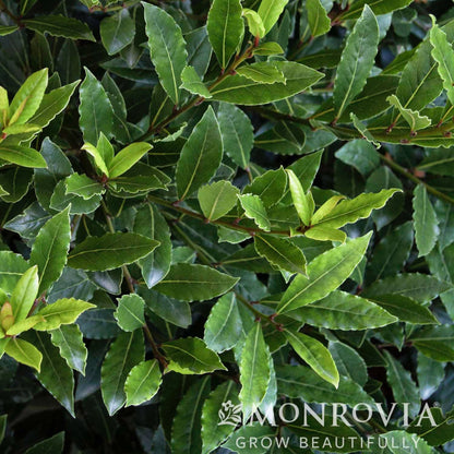 Little Ragu® Sweet Bay