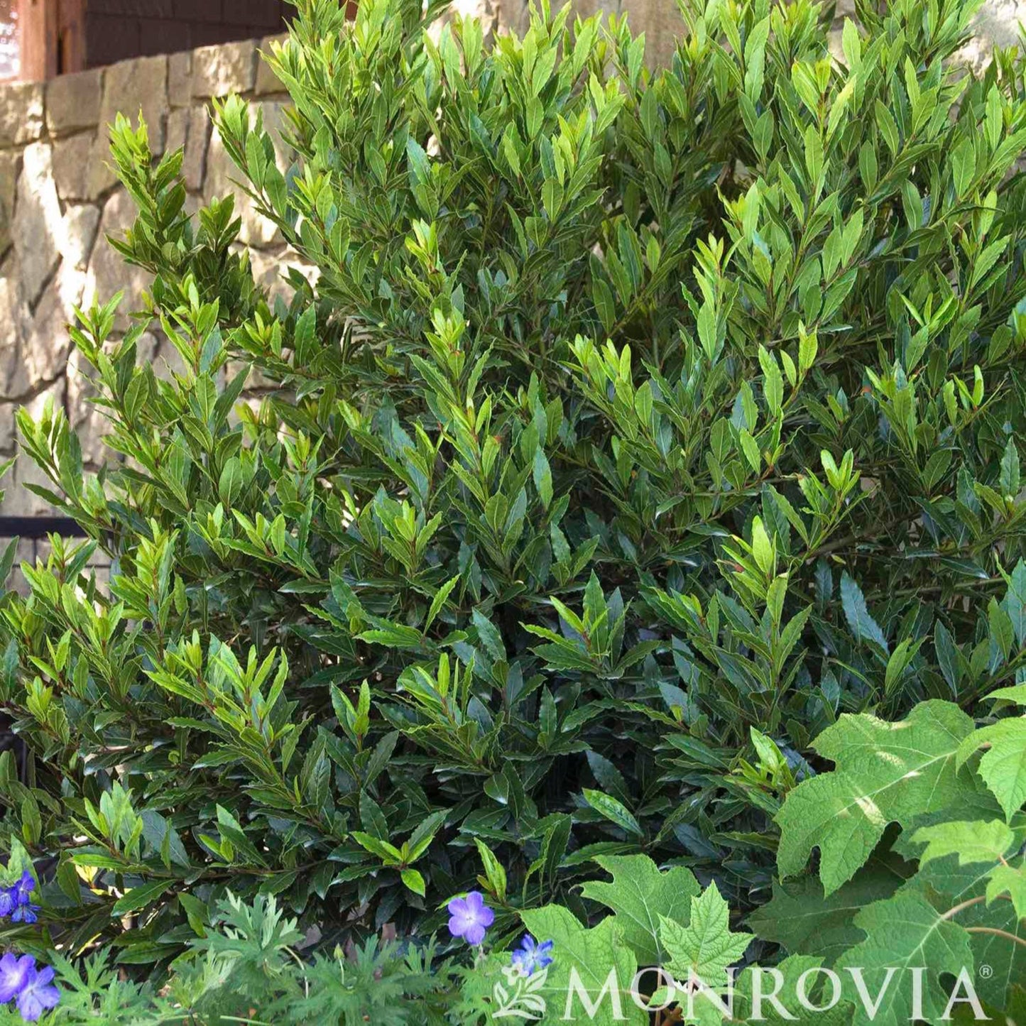 Little Ragu® Sweet Bay