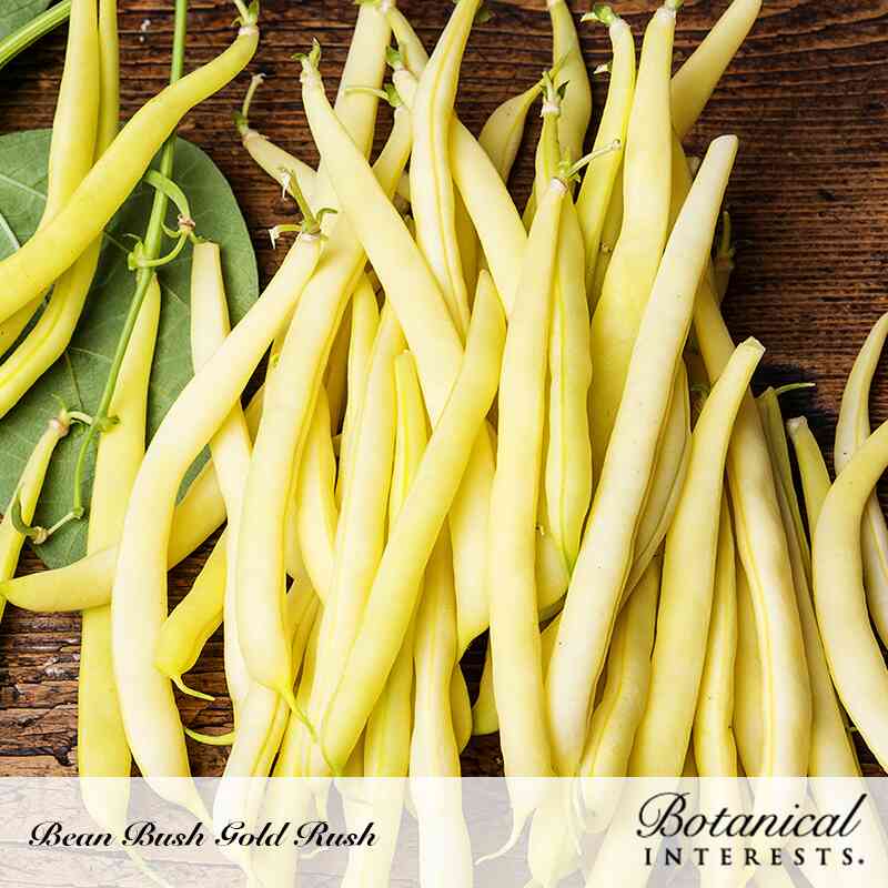 Botanical Interests Gold Rush Bush Bean Seeds - Thumbnail 3