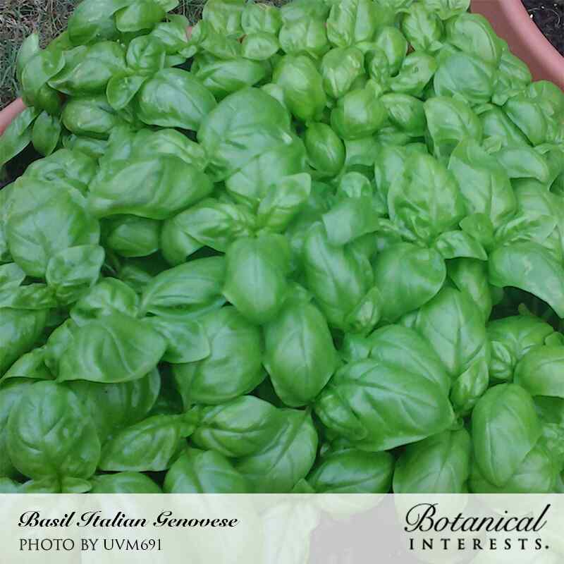 planting genovese basil seeds Italian Genovese Basil Seeds