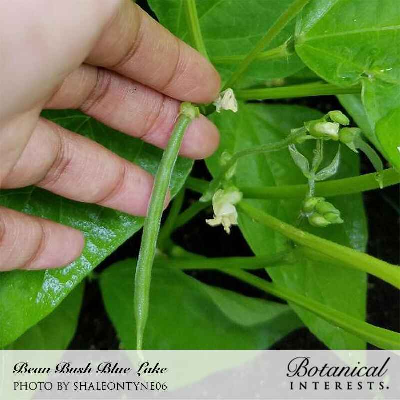 planting blue lake bush bean seeds Blue Lake 274 Bush Bean Seeds