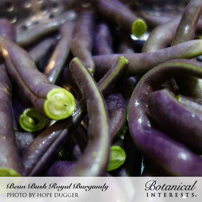 Royal Burgundy Bush Bean Seeds