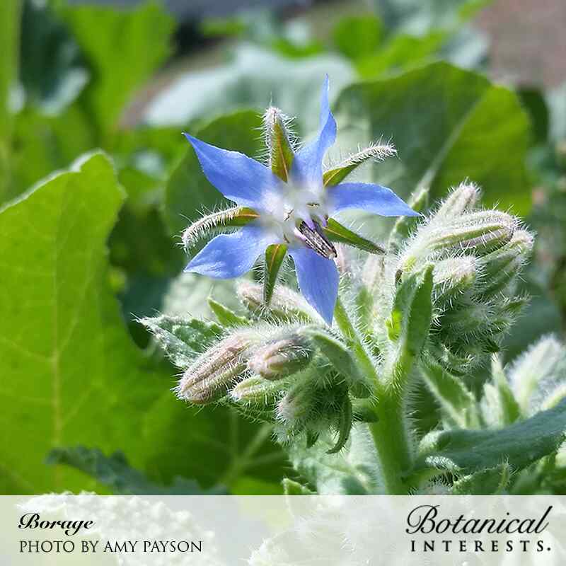 Borage Seeds