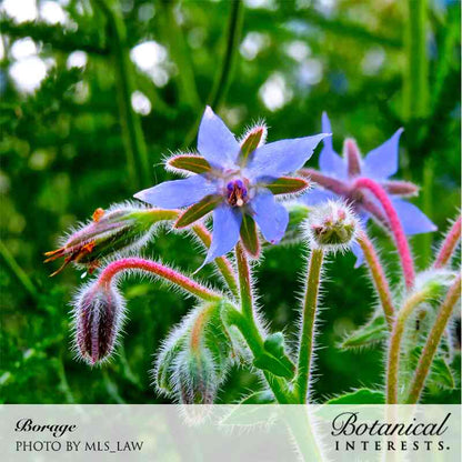 Borage Seeds