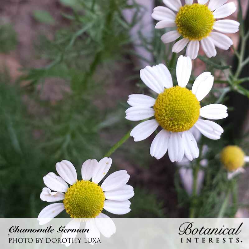 planting german chamomile seeds German Chamomile Seeds