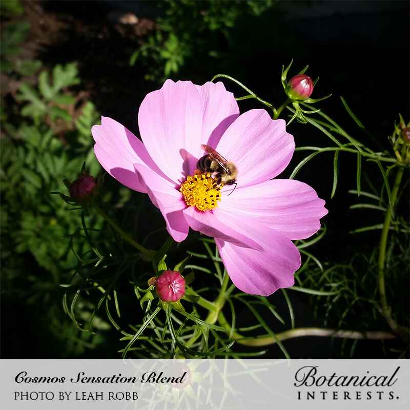 Sensation Blend Cosmos Seeds