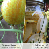 Lemon Cucumber Seeds