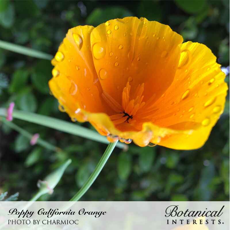 orange poppy seeds for planting Orange California Poppy Seeds
