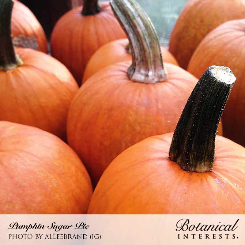 pie pumpkin seeds for planting Botanical Interests Pumpkin Sugar Pie Organic Seeds