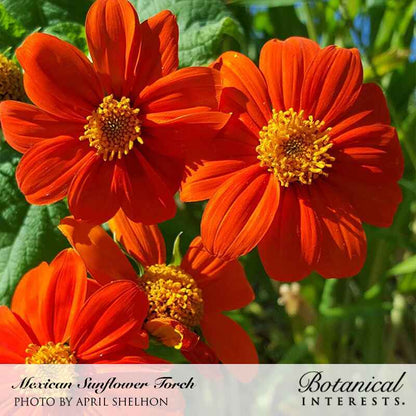 Torch Mexican Sunflower Seeds