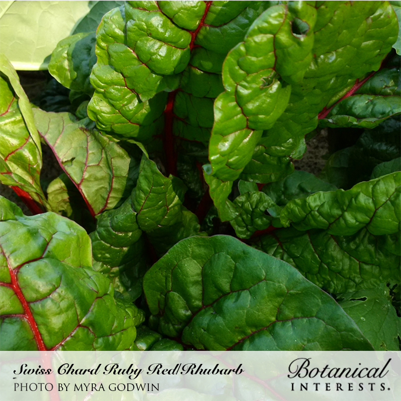 Ruby Red/Rhubarb Swiss Chard Seeds Product Image