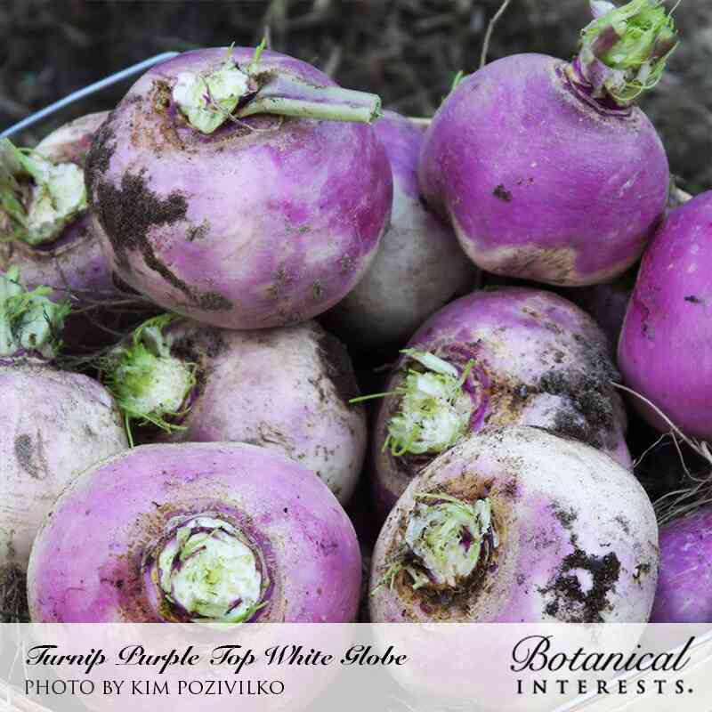 Purple Top White Globe Turnip Seeds