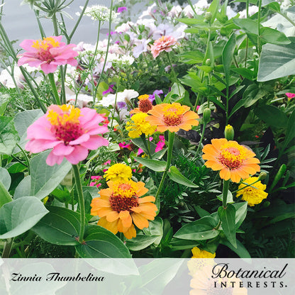 Thumbelina Zinnia Seeds