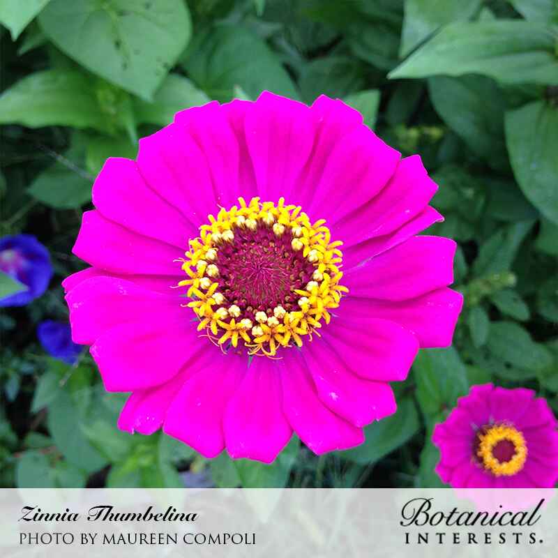 Thumbelina Zinnia Seeds