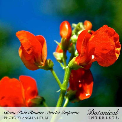 Scarlet Emperor Pole Runner Bean Seeds