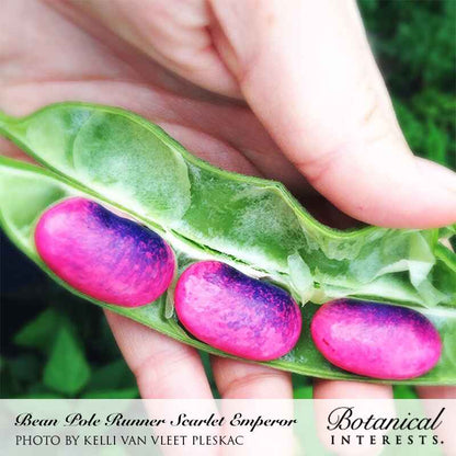 Scarlet Emperor Pole Runner Bean Seeds