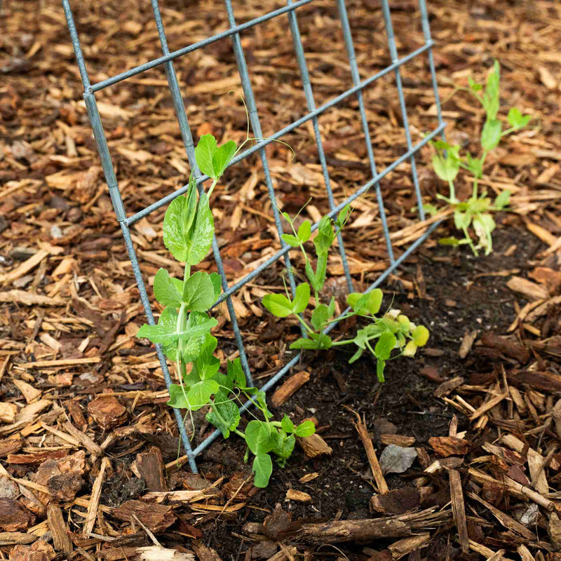 vertical a-frame plant support trellis Folding A-Frame Trellis Support For Plants