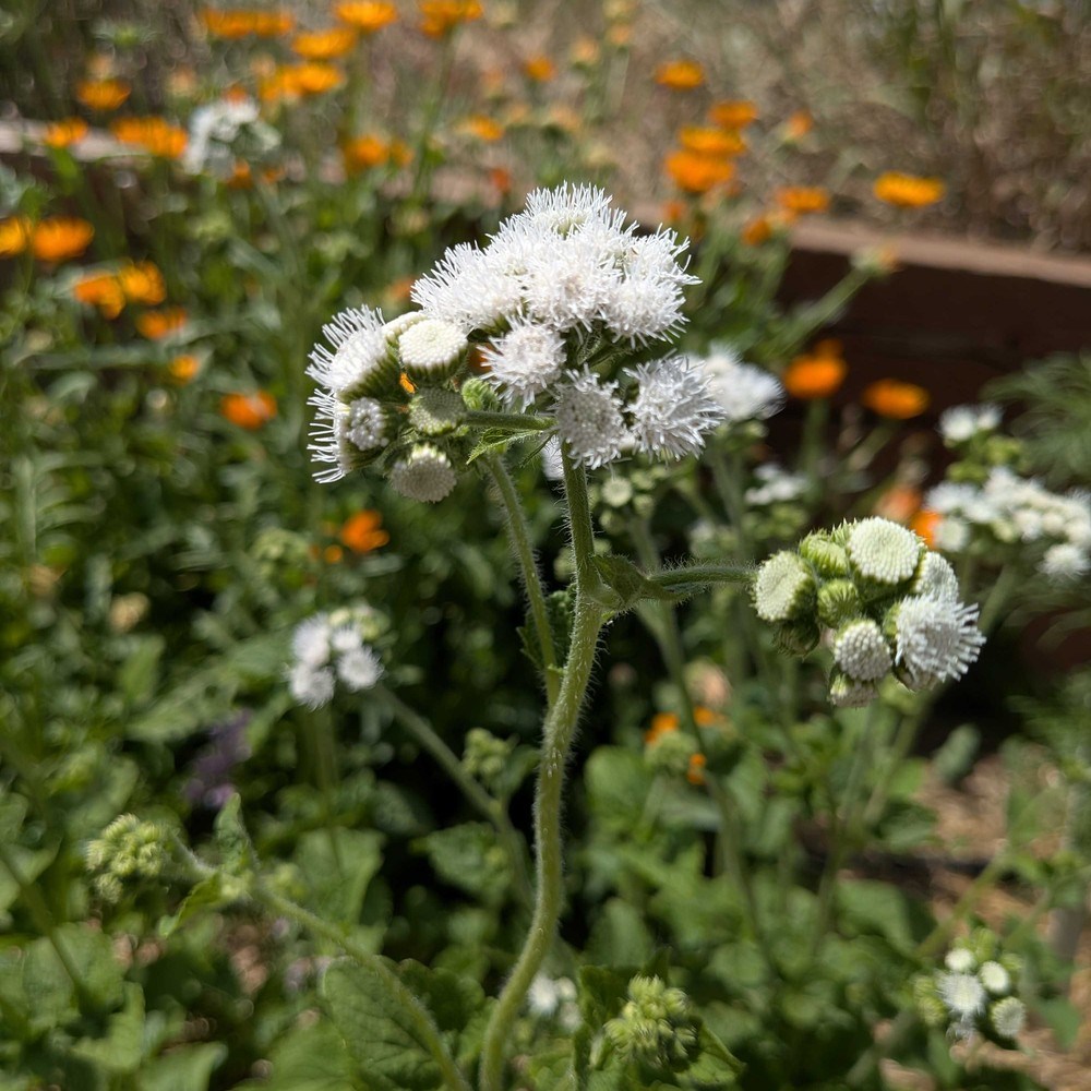 Dondo White Ageratum Seeds