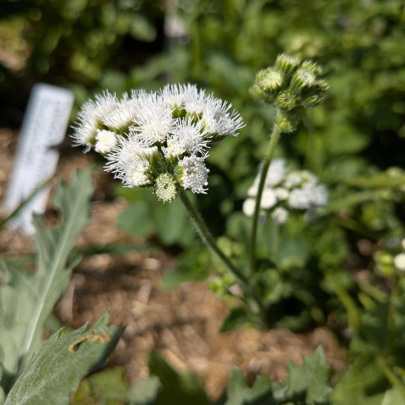 planting ageratum seeds Dondo White Ageratum Seeds