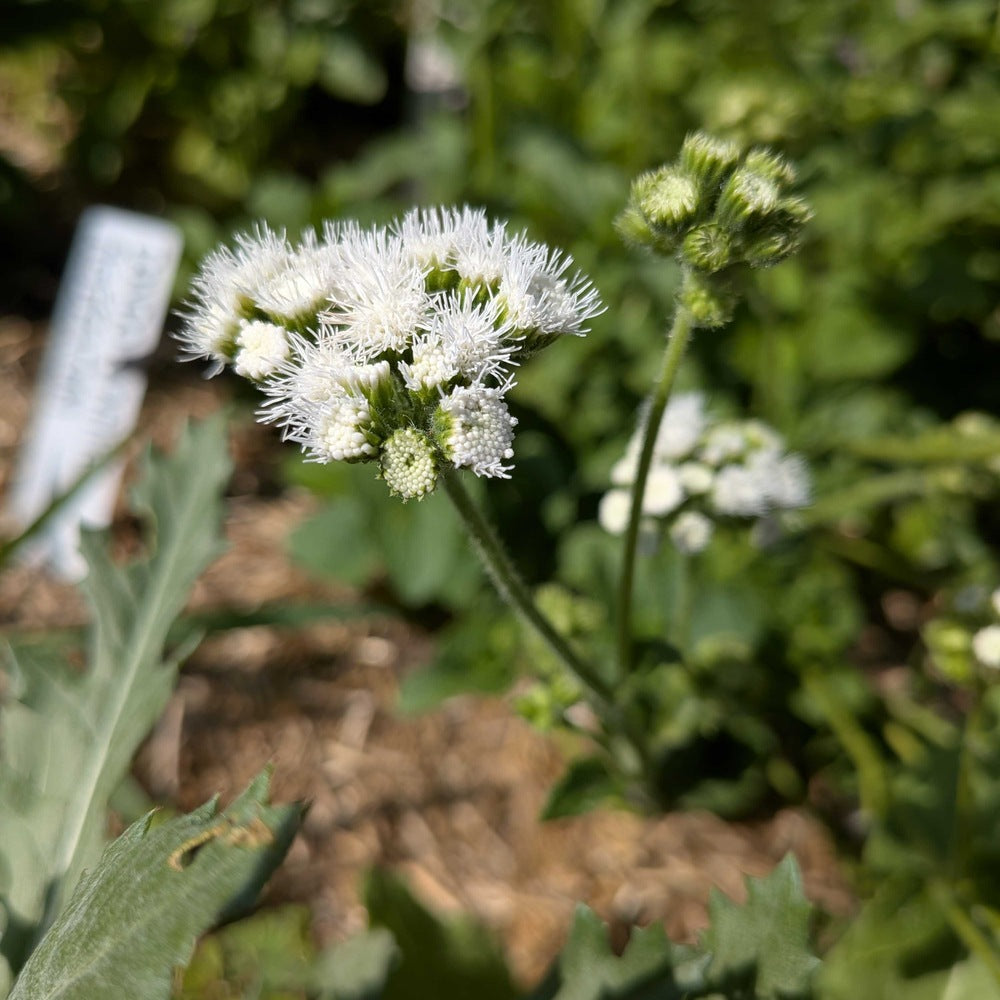 Dondo White Ageratum Seeds