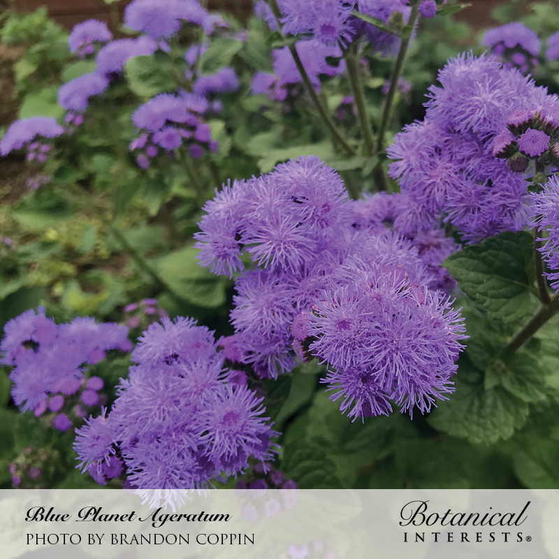 planting ageratum seeds Blue Planet Ageratum Seeds