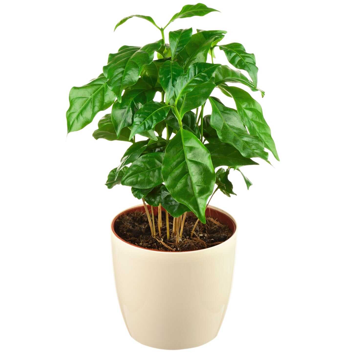 arabica succulent Arabica Coffee Plant – Epic Gardening