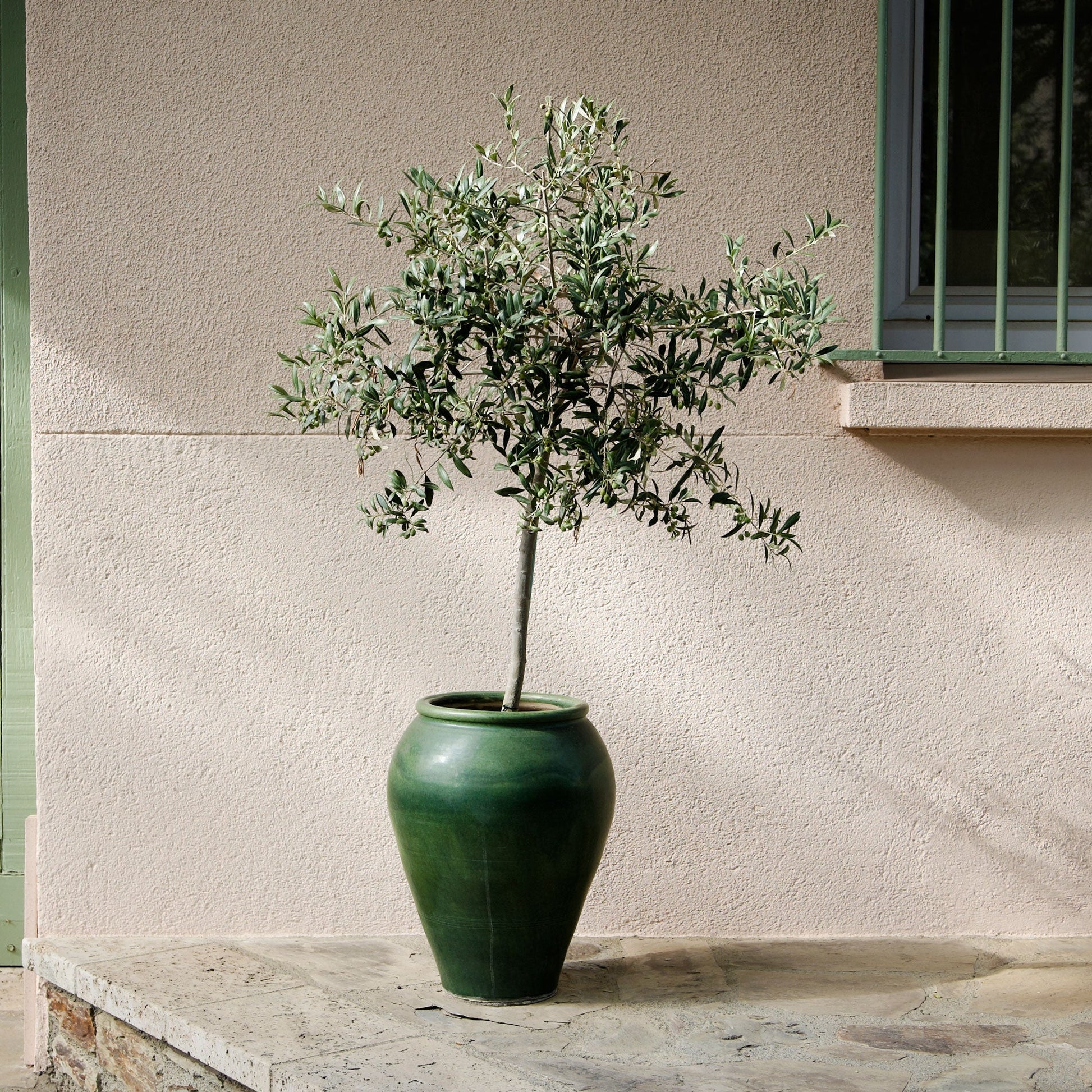 potted olive plant Olive Tree – Epic Gardening