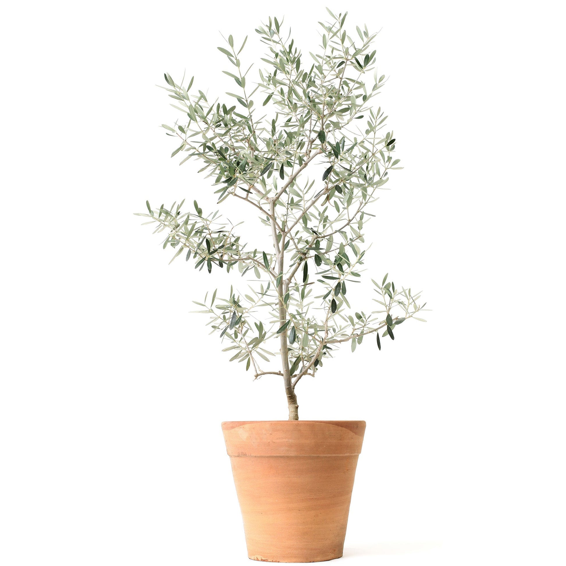 olive potted plant Olive Tree – Epic Gardening