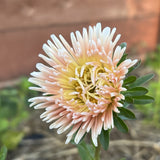 King Size Apricot Aster Seeds