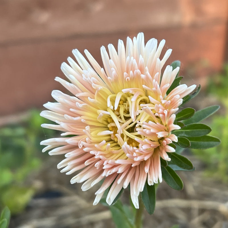 King Size Apricot Aster Seeds