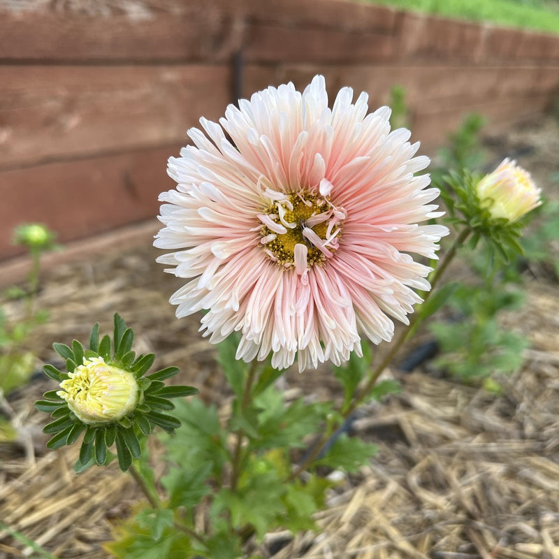 King Size Apricot Aster Seeds