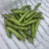 Windsor Fava Bean Seeds