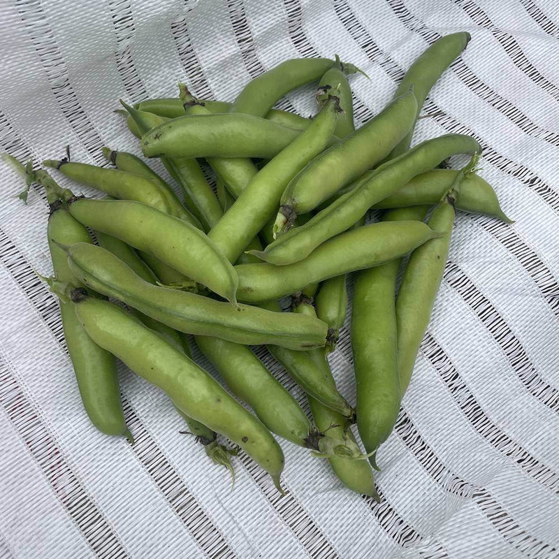 Windsor Fava Bean Seeds