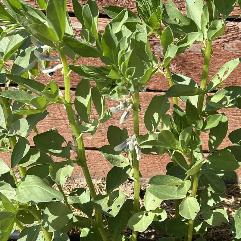 bean seed plant Botanical Interests Bean Fava Windsor