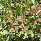 Windsor Fava Bean Seeds