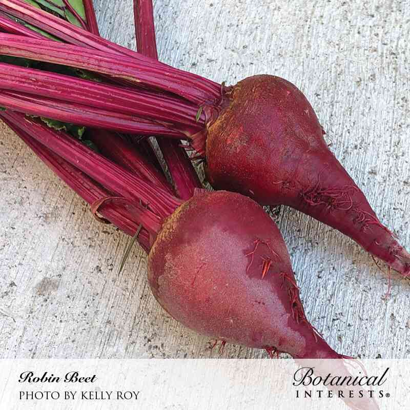 Robin Beet Seeds