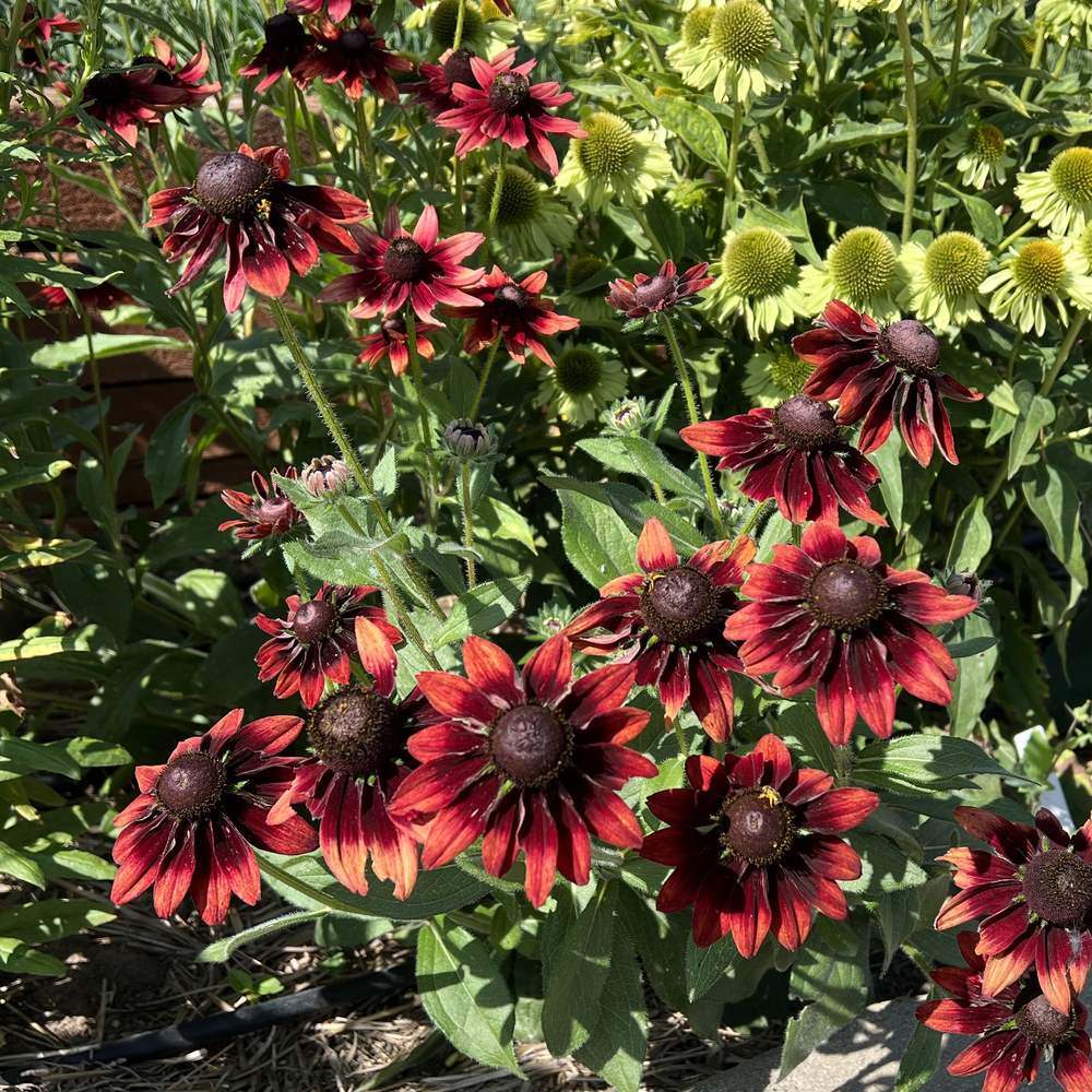 Cherry Brandy Black-Eyed Susan Seeds – Epic Gardening
