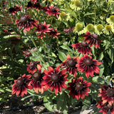 Cherry Brandy Black-Eyed Susan Seeds