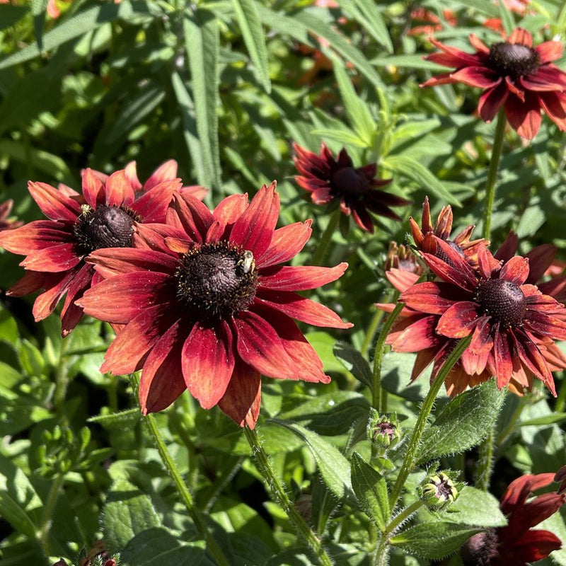 Cherry Brandy Black-Eyed Susan Seeds