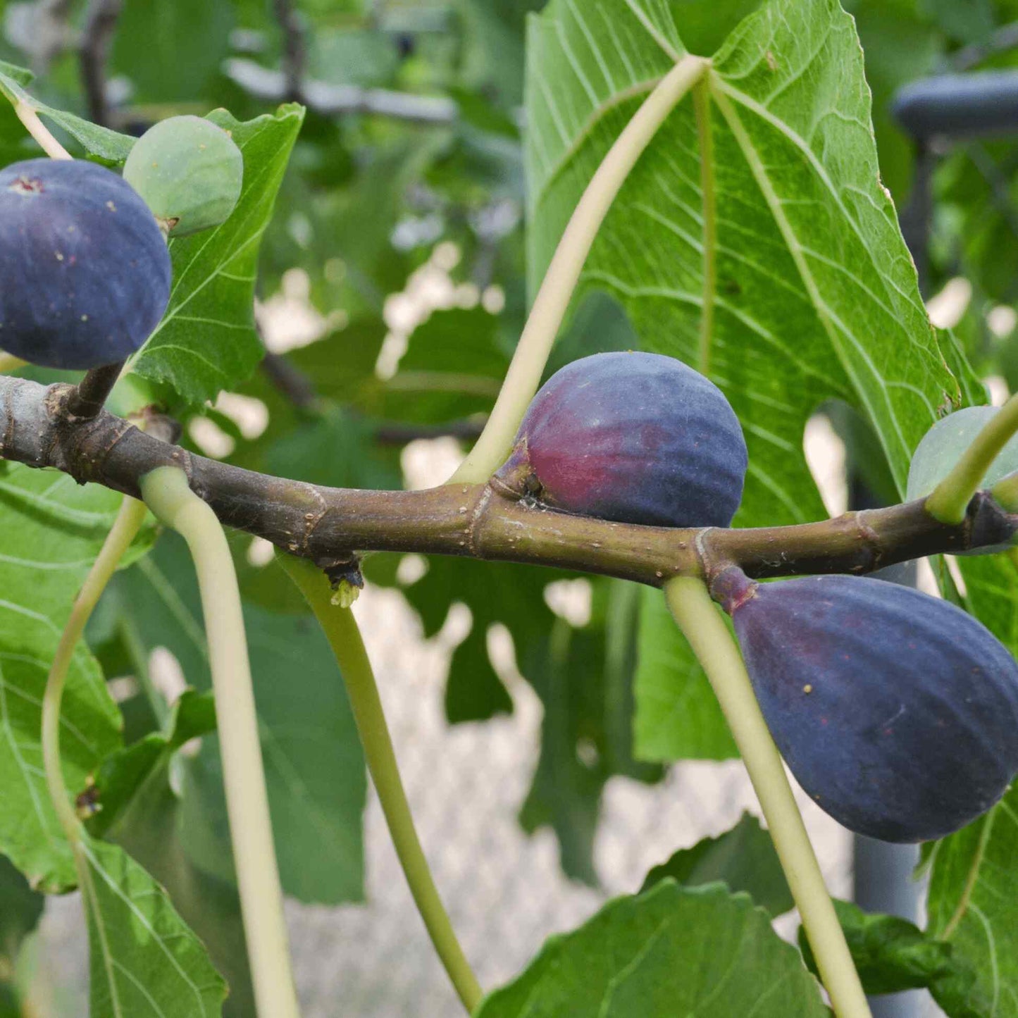 Black Mission Fig