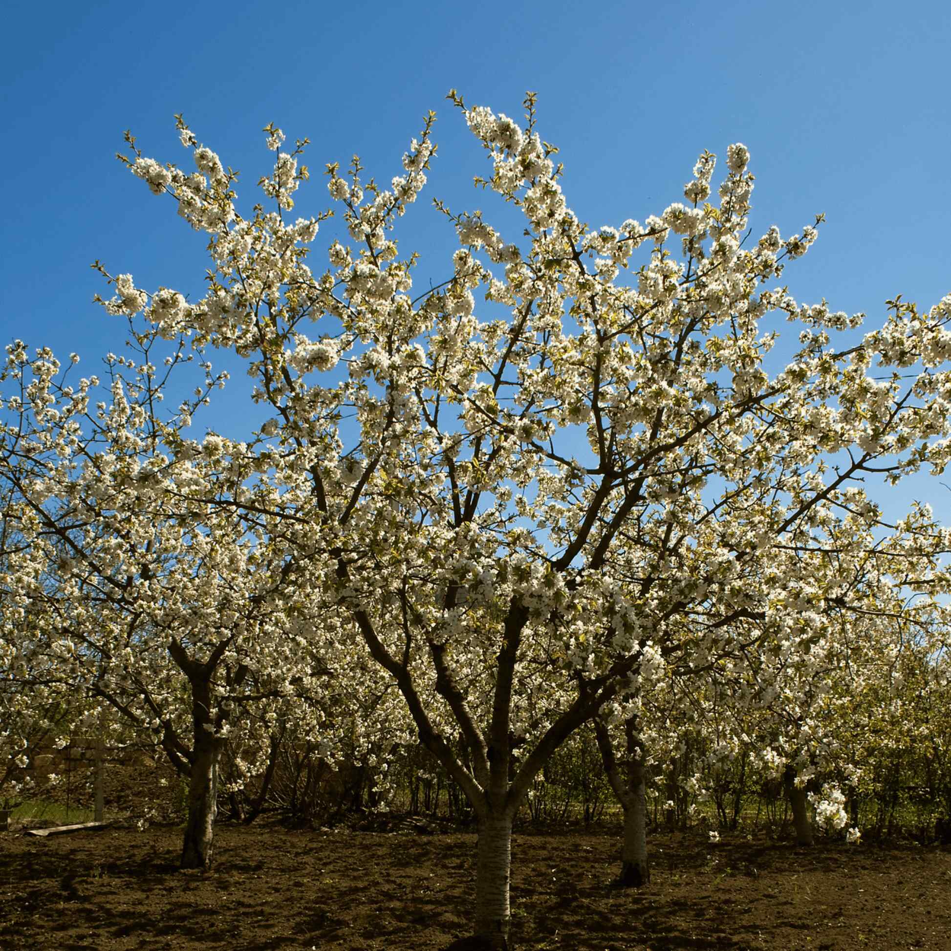 Black Tartarian Cherry Tree – Epic Gardening