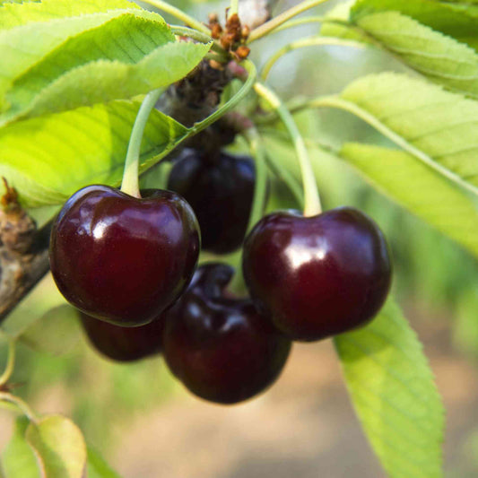 Black Tartarian Cherry Tree